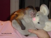 ^%*&r$rehomng iin adorable beyaz yz capuchn monkey^%